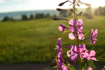 Field flowers