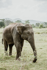 Fototapeta premium Elephants in a National Park from Sri Lanka