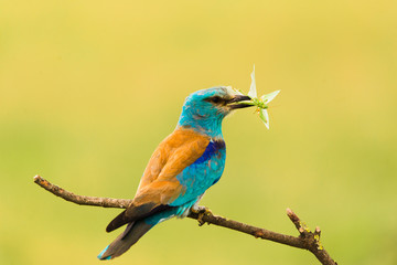 Colorful European roller on a branch