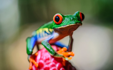 Red Eyed Tree Frog