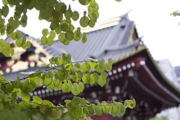 秋の雨の日のカツラの木と旧台徳院霊廟惣門
