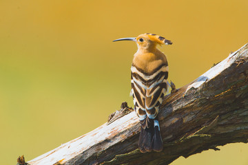 Eurasian Hoopoe, Common Hoopoe or Upupa epops, the beautiful brown bird on a tree branch