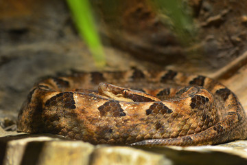 Snake curled up