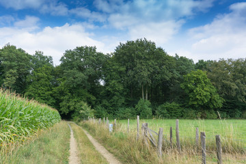 Obraz premium Maisfelder am Wegesrand II