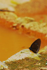 Beautiful butterfly standing on soil ground in nature, Pang Sida national park. Sa Kaeo Province, Thailand.