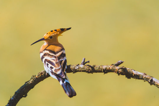 Eurasian Hoopoe, Common Hoopoe or Upupa epops, the beautiful brown bird on a tree branch