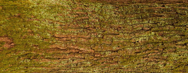 Embossed texture of the bark of oak. Panoramic photo of the oak texture.