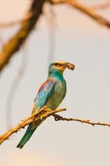 Colorful European roller on a branch