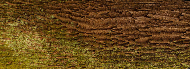 Embossed texture of the bark of oak. Panoramic photo of the oak texture.