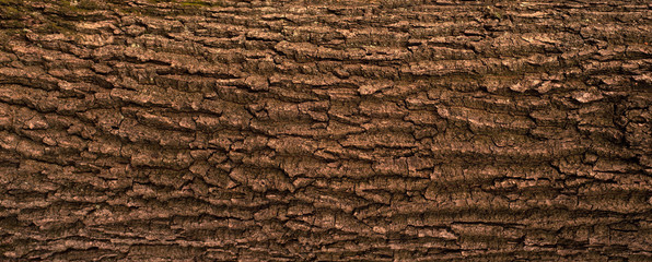 Embossed texture of the bark of oak. Panoramic photo of the oak texture. - Powered by Adobe