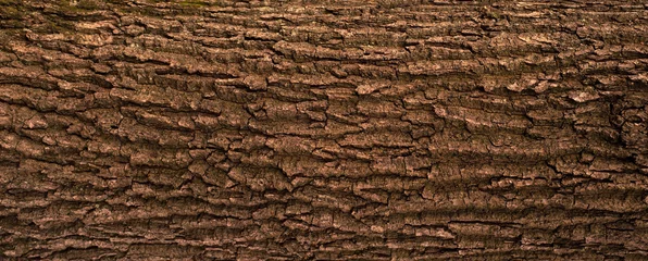 Fotobehang Embossed texture of the bark of oak. Panoramic photo of the oak texture. © Viktoria