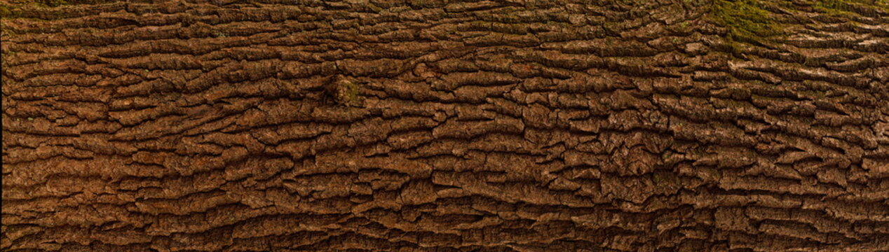 Embossed texture of the bark of oak. Panoramic photo of the oak texture.