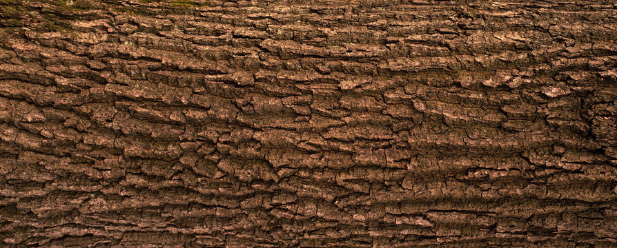 Tree Bark Images – Browse 919,551 Stock Photos, Vectors, and Video