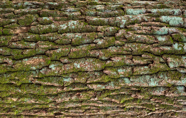 Relief texture of the brown bark of a tree with green moss on it. Horizontal photo of a tree bark texture. Relief creative texture of an old oak bark.