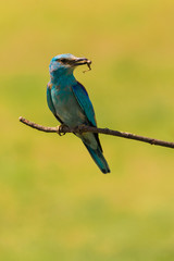 Colorful European roller on a branch