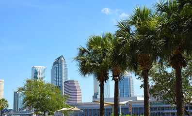 Fototapeta na wymiar Tampa skyline with palm trees