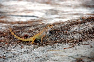 chameleon on the floor, chameleon nature background