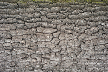 Relief texture of the brown bark of a tree with green moss on it. Horizontal photo of a tree bark texture. Relief creative texture of an old oak bark.