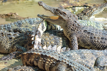 many crocodile in farm
