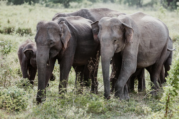 Naklejka na ściany i meble Elephants in a National Park from Sri Lanka