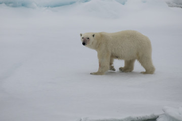 Fototapeta na wymiar Polar bear walking in an arctic.