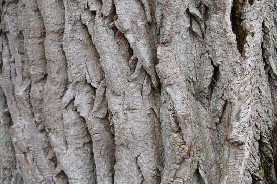 tree bark cottonwood grunge close up texture