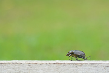 insect , beetle on green background