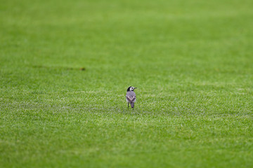 Little bird sitting on the green lawn of a football field