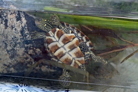 map turtle underneath definition brown and white pattern