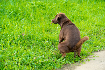 The brown dog is defecating in park