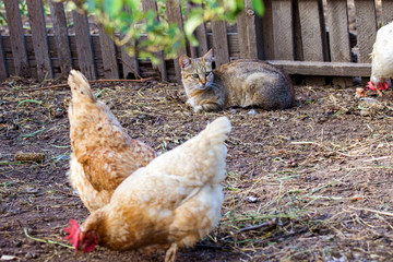  domestic cat watching the chickens