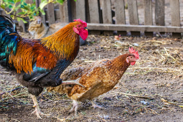  feathered chicken and rooster on grazing