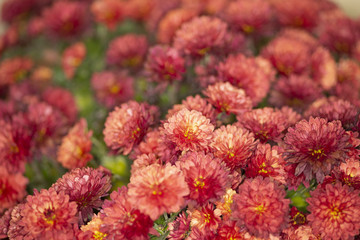 Makroaufnahme eines roten Blütenfeldes fotografiert seitlich von oben mit Unschärfe im Hintergrund