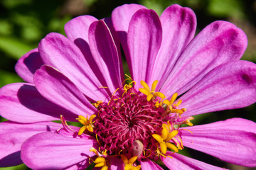 Purple flower close-up.