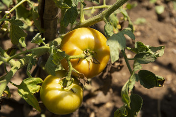 Bah&ccedil;ede domatesler