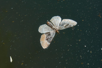 Moth on the surface of the water.