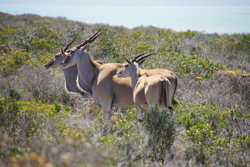 Eland Antilope - Taurotragus oryx - WestCoast Nationalpark Südafrika