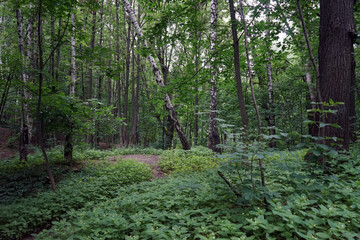 Fototapeta premium Vorobyevy Gory park