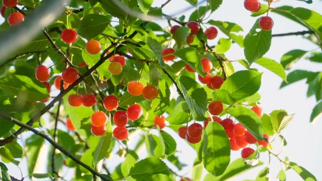Natural fresh cherry hanging on branch of a cherry fruit tree. 4K