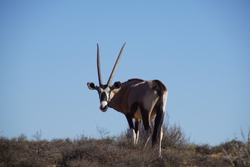 Spiessbock - Gemsbok - Oryx gazella - South Africa - Namaqua National Park