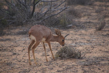 Steinböckchen (Raphicerus Campestris) - Namaqua National Park South Africa