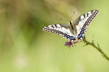 Le machaon