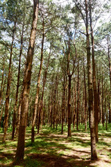 Fototapeta premium pine trees forest