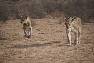 Lions -  Kalahari  - Kgalagadi Transfrontier Park