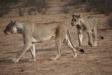 Lions -  Kalahari  - Kgalagadi Transfrontier Park