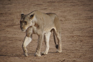 Fototapeta na wymiar Lions - Kalahari - Kgalagadi Transfrontier Park