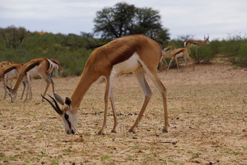 Springbok -  Antidorcas  - Kalahari - South Africa, Botsuana