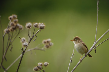 reed warbler
