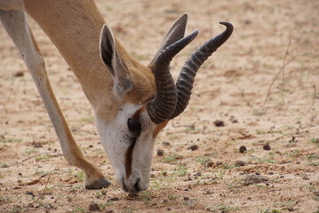 Springbok -  Antidorcas  - Kalahari - South Africa, Botsuana