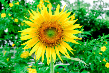 Obraz premium sun flower at garden